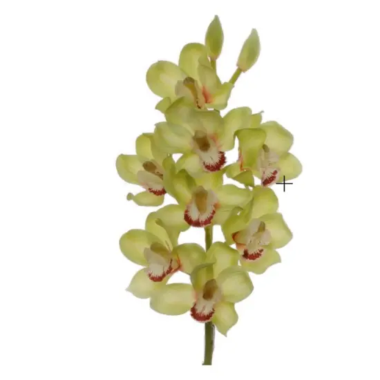 Green 30" Cymbidium Orchid Stem {1}