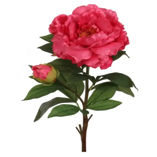 4pc 30" Peony Stem Fuchsia {1}