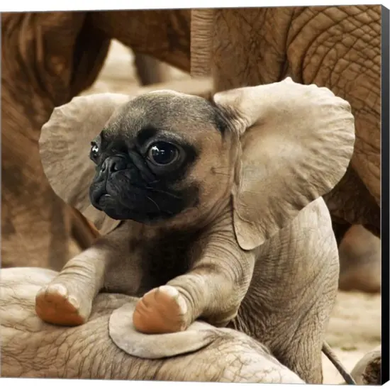 Pugephant by Pixelmated Animals 12" x 12" Canvas Wall Art {1}