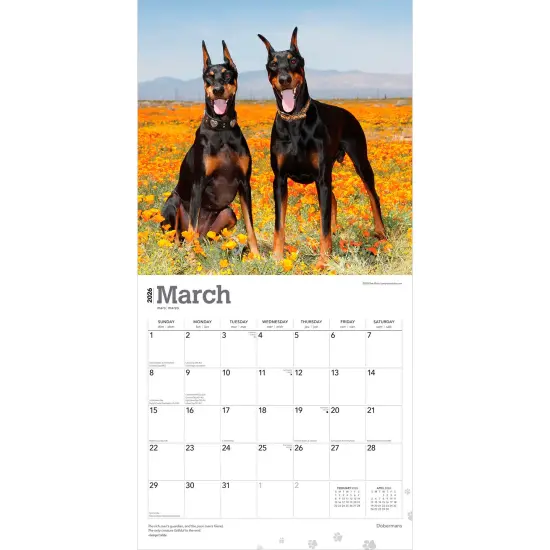 Dobermans | 2026 12 x 24 Inch (Hanging) Monthly Square Wall Calendar | Plastic-Free {3}