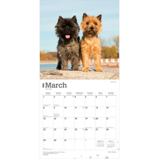 Cairn Terriers | 2026 12 x 24 Inch (Hanging) Monthly Square Wall Calendar | Plastic-Free {3}