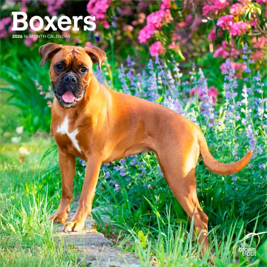 Boxers International Edition | 2026 12 x 24 Inch (Hanging) Monthly Square Wall Calendar | Plastic-Free {1}