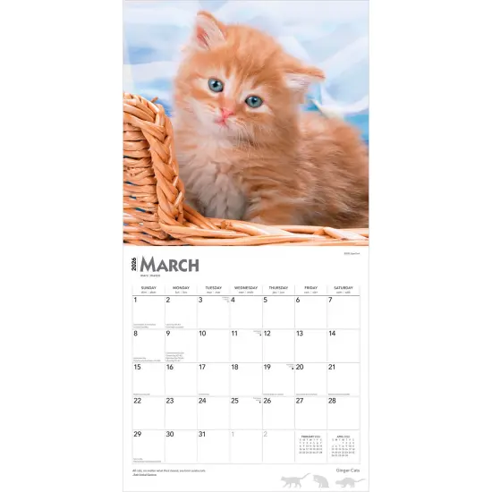 Ginger Cats | 2026 12 x 24 Inch (Hanging) Monthly Square Wall Calendar | Plastic-Free {3}