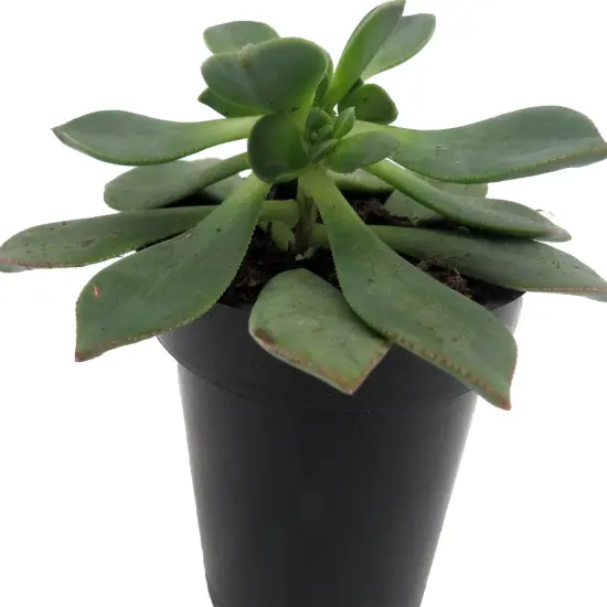 Pinwheel Succulent - Aeonium - House Plant - 3.5" Pot {4}