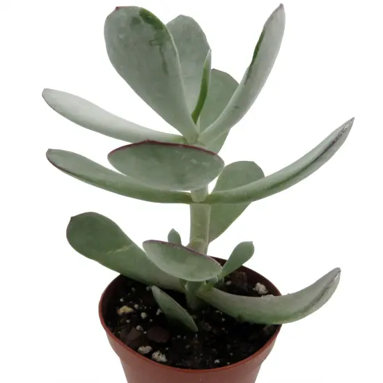Pig's Ear Succulent Plant -Cotyledon Orbiculata - 2" Pot {4}
