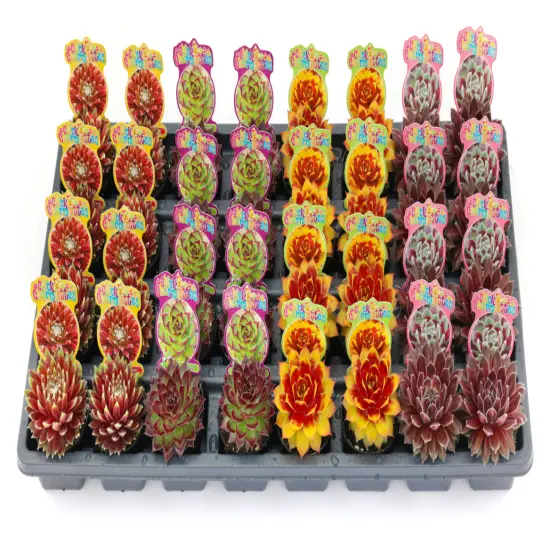 Chick Charmlettes&reg; Nerdy Nelly - Sempervivum - 2" Pot {4}