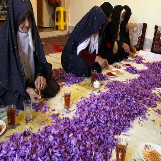 Saffron Crocus 100 Bulbs + Saffron Bulb Food - Crocus Sativus {6}