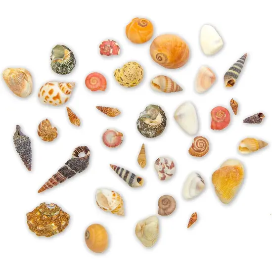Tiny Sea Shells Mixed Ocean Beach Spiral Seashells Craft Charms for Home Decorations, Beach Theme Party, Candle Making, Wedding Decor, DIY Crafts, Fish Tank and Vase Filler(1-2.5cm),680-700pcs {1}