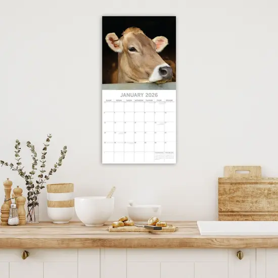 The Gifted Stationary 2026 Square Wall Calendar, Cows, 16-Month Animals Theme Hanging Calendar with 180 Reminder Stickers, Month Planner for Home or Creative Spaces, 12x12 In Multicolor {2}