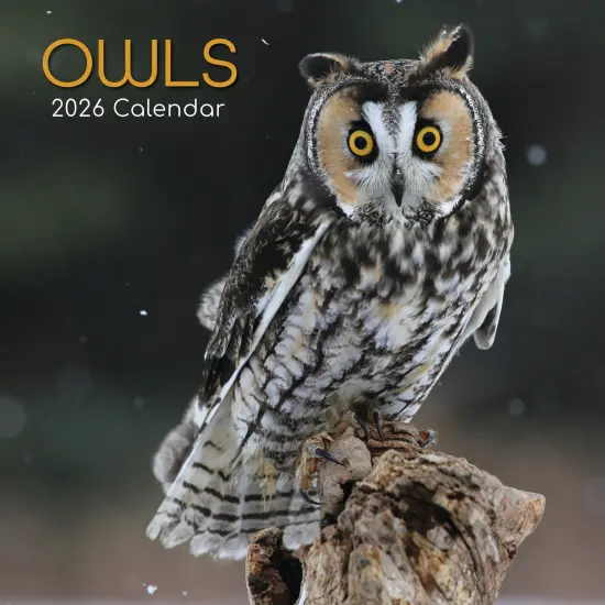 The Gifted Stationary 2026 Square Wall Calendar, Owls, 16-Month Animals Theme Hanging Calendar with 180 Reminder Stickers, Month Planner for Home, Creative Spaces, 12x12 In Multicolor {1}