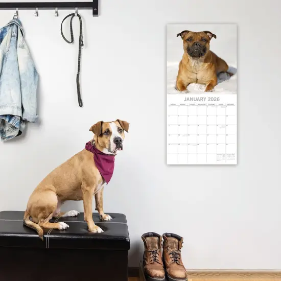 The Gifted Stationary 2026 Square Wall Calendar, Staffordshire Bull Terriers, 16-Month Animals Theme with 180 Reminder Stickers (12 x 12 In) Multicolor {2}