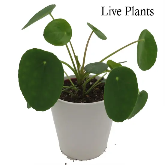 Chinese Money Plant -Pass It On Plant- Pilea peperomioides-4" Ceramic Pot {1}
