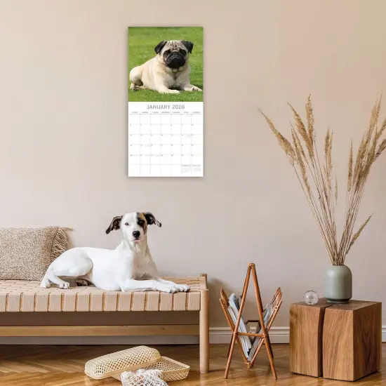 The Gifted Stationary 2026 Square Wall Calendar, Pugs, 16-Month Animals Theme Hanging Calendar with 180 Reminder Stickers, Month Planner for Home, or Creative Spaces, 12x12 In Multicolor {2}