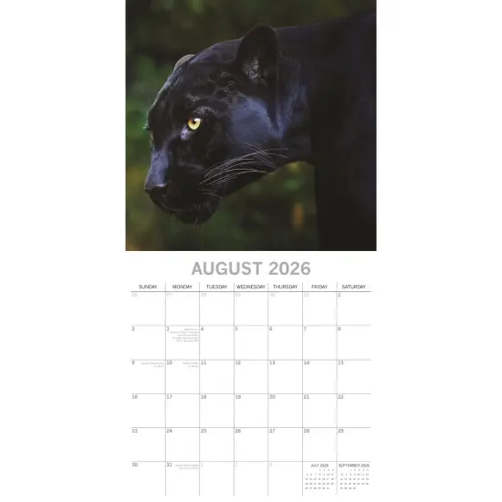 The Gifted Stationary 2026 Square Wall Calendar, Big Cats, 16-Month Animals Theme Hanging Calendar with 180 Reminder Stickers, Month Planner for Home, or Creative Spaces, 12x12 In Multicolor {3}