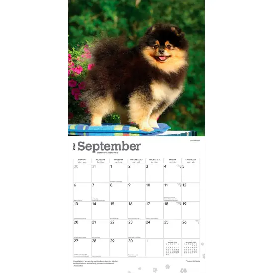 Pomeranians | 2026 12 x 24 Inch (Hanging) Monthly Square Wall Calendar | Plastic-Free {4}