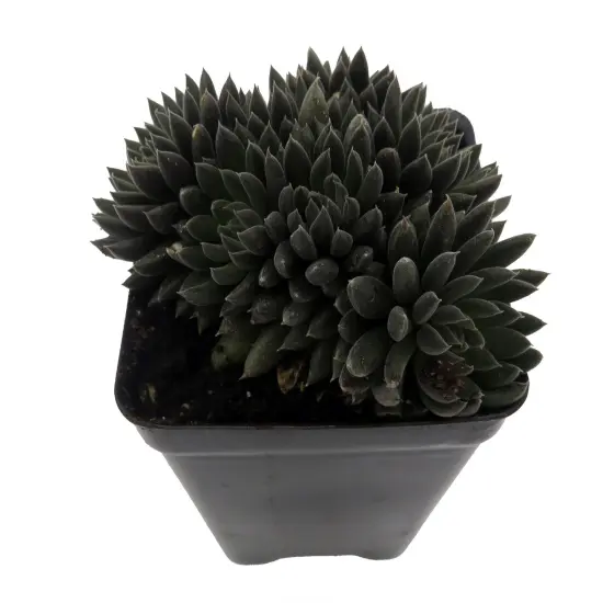 Crested Sedum- 2.5" Pot {3}