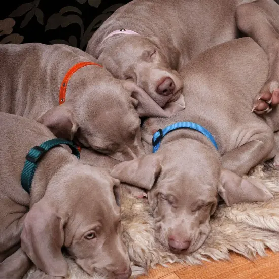 16 Pack Puppy Collars for Litter - Adjustable Breakaway Dog Snap ID Collars for Small Pets, Soft Nylon Whelping Collars, 16 Rainbow Colors (6.5-10in) {3}