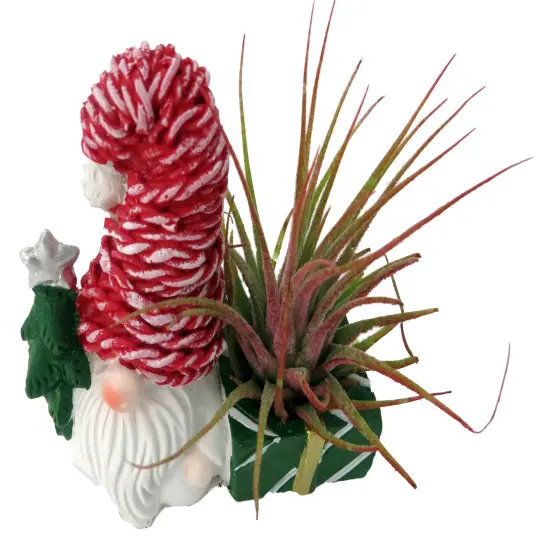 Ceramic Gnome with Red Hat Planter plus Live Air Plant - Tillandsia {3}
