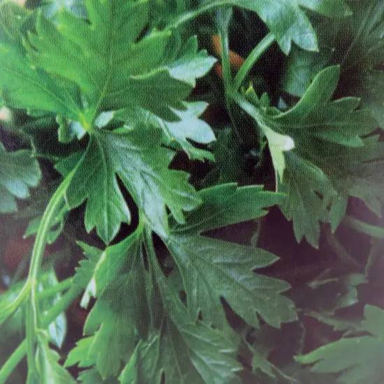 Cilantro Grow Kit - Metal Planter {5}