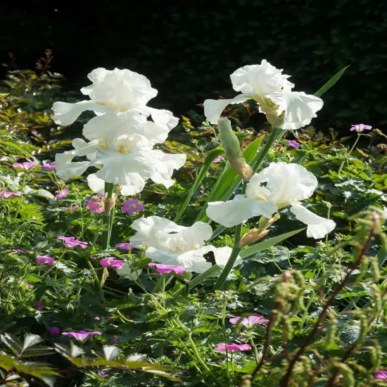 Immortality Tall Bearded German Iris - REBLOOMER - One Top Size Root {2}