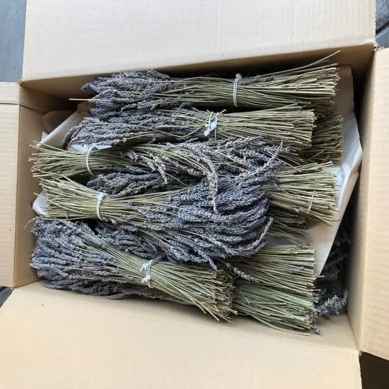 Natural Dried Lavender Flower Bundle Grosso Bulk Bunches | 3000 Stems, 23 inch Extra Long, 8 lb | Home Decoration, Fragrance, Bouquet Weddin {2}