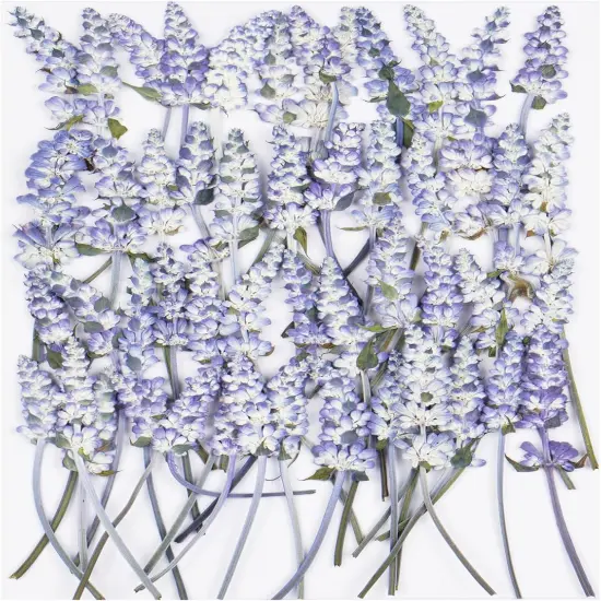 50Pcs Lavender Dried Pressed Flowers for Crafts,Xinxinran Dry Flowers Kit for Wedding Invitation,Resin Molds Bookmark,Jewelry Molds,Candle Making Supplies,Soap,Frame,Cakes {1}