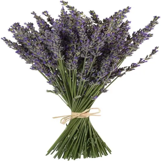 Natural Lavender Bundles, Freshly Harvested 200+ Stems Dried Lavender Bunch 16" - 18" Long, Decorative Flowers Bouquet for Home Decor {1}