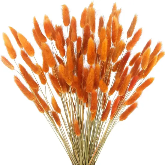 120pcs Dried Bunny Tails Flowers Orange Lagurus Ovatus Tail Dried Flowers Pampas Grass Natural Dried Floral Arrangement {1}
