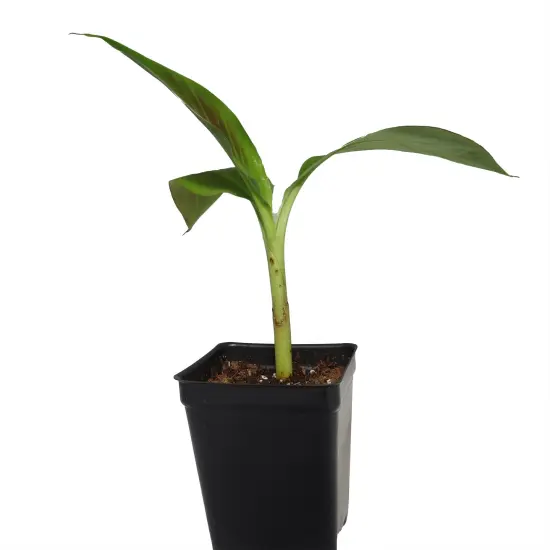 Siam Ruby Banana Plant - Musa - 2.5" Pot {5}