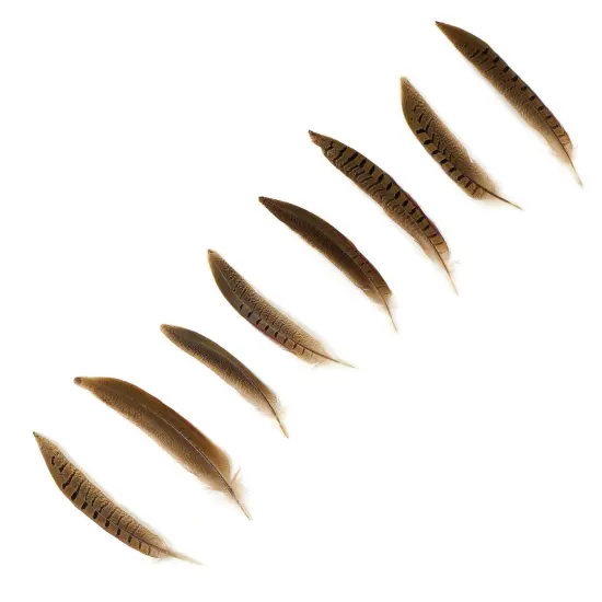 Zucker Ringneck Pheasant Tails 6"-8" 10/Pkg-Natural {3}