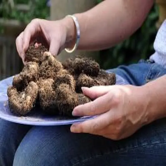 Fringed Begonia Mixed Colors - 4 Bulbs - Begonia fimbriata 7/+cm {5}