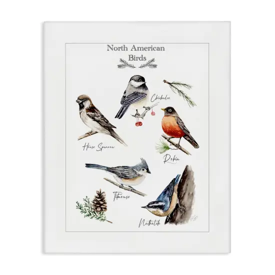 Stupell Industries North American Birds Chart Canvas By Heather Desormeaux {1}