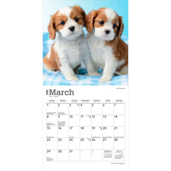 Cavalier King Charles Spaniel Puppies | 2026 7 x 14 Inch (Hanging) Monthly Mini Wall Calendar {3}