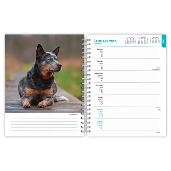Blue Heelers | 2026 6x7.75 Inch Spiral-Bound Wire-O Weekly Engagement Planner Calendar | New Full-Color Image Every Week {3}
