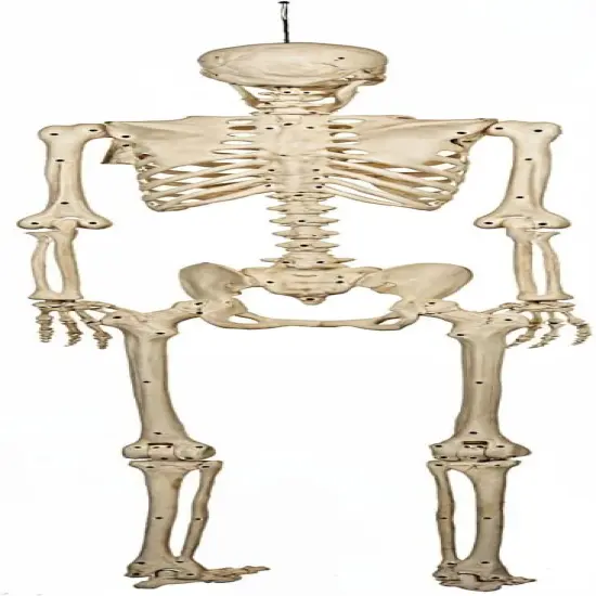 Realistic Posable and Movable Joints Halloween Decoration for Crazy Bonez Skeleton Line {6}