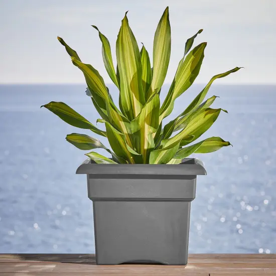 Bloem Veranda Square Deck Box Planter: 18" - Charcoal - Matte Finish, Weatherproof Plastic, Optional Drainage Holes, For Indoor and Outdoor Use, Gardening, 9 gallon capacity {5}
