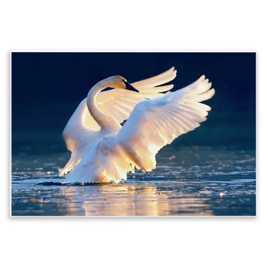Stupell Industries Sunset Symphony Swan Wall Plaque Art Design by Shane Lamb {1}
