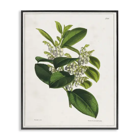 Stupell Industries Forest Nature Botanical Framed Giclee Wall Art Design by Tina Higgins Designs, Inc. {6}