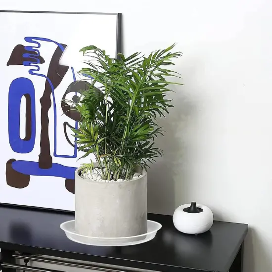 6 Pack Clear Plant Suacer {5}