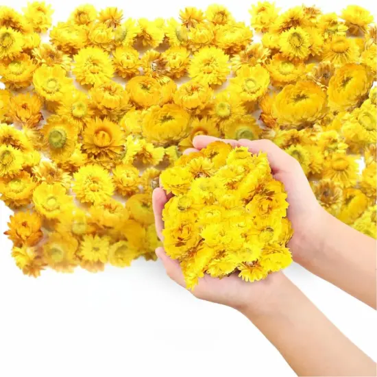 Dried Flower Yellow Straw Daisy Biodegradable Confetti - Flower Petals for Weddings, Flower Girl Toss, Wedding Decorations {1}