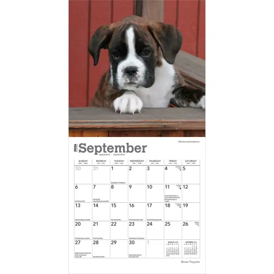 Boxer Puppies | 2026 7 x 14 Inch (Hanging) Monthly Mini Wall Calendar {4}