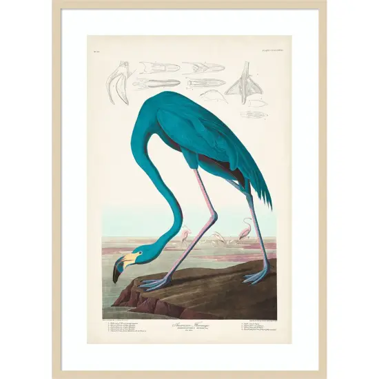 Custom Pl 431 American Flamingo I by John James Audubon Wood Framed Wall Art Print {1}