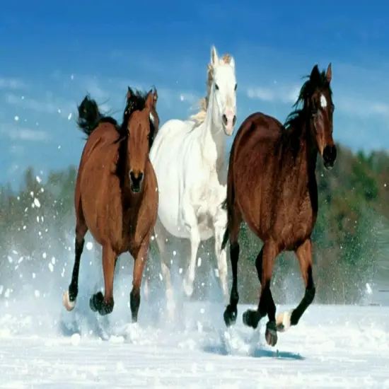 Horses Running Brown and White In the Snow Edible Cake Topper Image 1/4 sheet {2}
