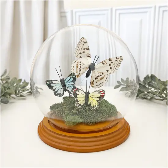 Plymor 5" x 6" Glass Display Dome Globe Cloche (Oak Veneer Base) {3}