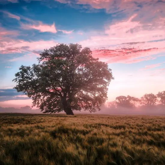 Daydreams (Montale type) - Premium Fragrance Oil {1}