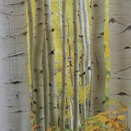 Cracklin' Birch - Candle Fragrance Oil {1}