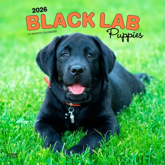 Black Labrador Retriever Puppies | 2026 12 x 24 Inch (Hanging) Monthly Square Wall Calendar | Plastic-Free {1}