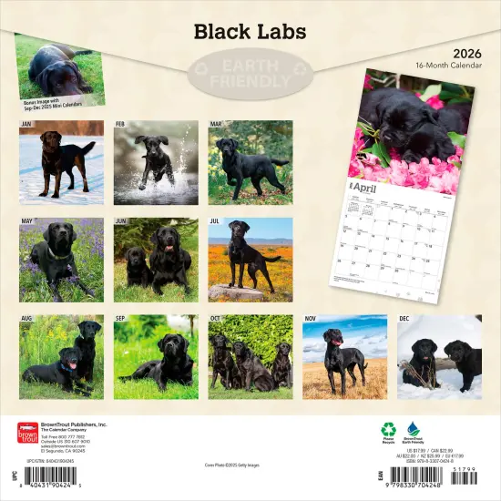 Black Labrador Retrievers | 2026 12 x 24 Inch (Hanging) Monthly Square Wall Calendar | Plastic-Free {2}