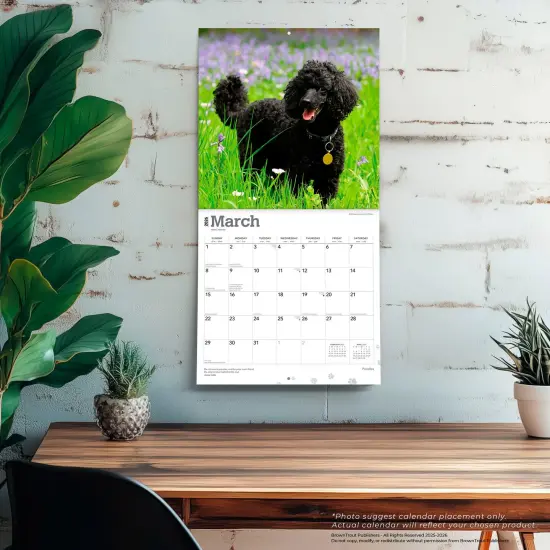 Poodles | 2026 12 x 24 Inch (Hanging) Monthly Square Wall Calendar | Plastic-Free {5}
