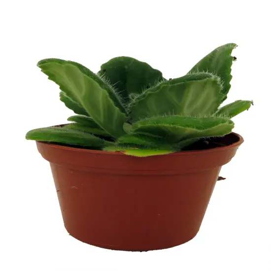 Crossroads Asian Violet - 2.5" Pot - Collector's Series {1}